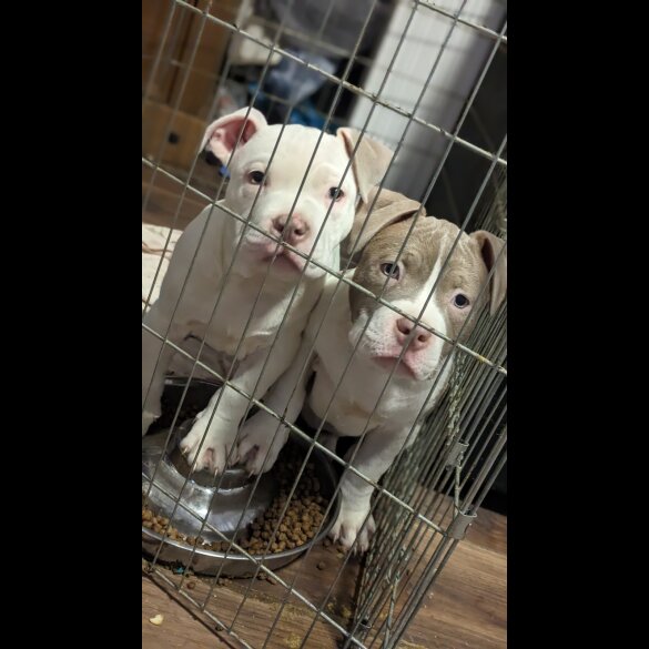American Bulldog - Bitches