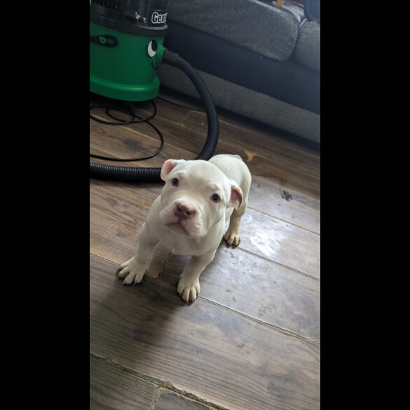 American Bulldog - Bitches