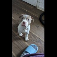 American Bulldog - Bitches