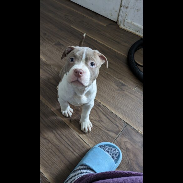 American Bulldog - Bitches