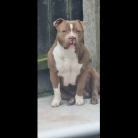 American Bulldog - Bitches