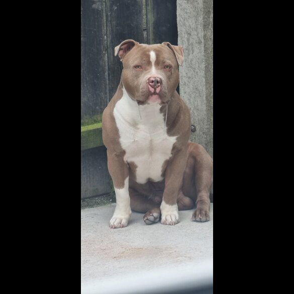 American Bulldog - Bitches