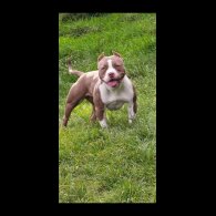 American Bulldog - Bitches