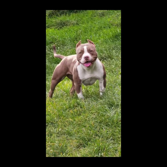 American Bulldog - Bitches