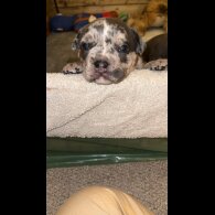 American Bulldog - Both