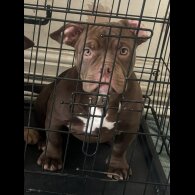 American Bulldog - Bitches