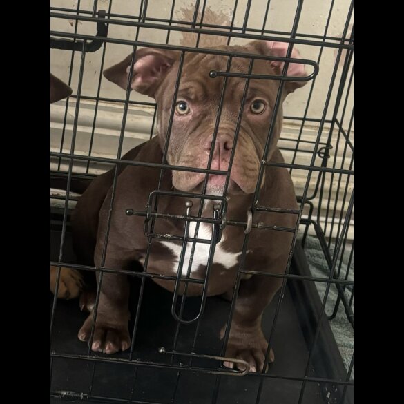 American Bulldog - Bitches