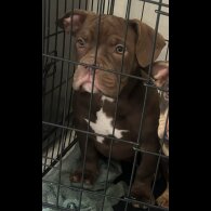 American Bulldog - Bitches