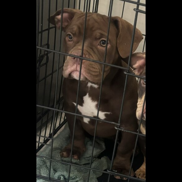 American Bulldog - Bitches