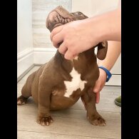 American Bulldog - Bitches
