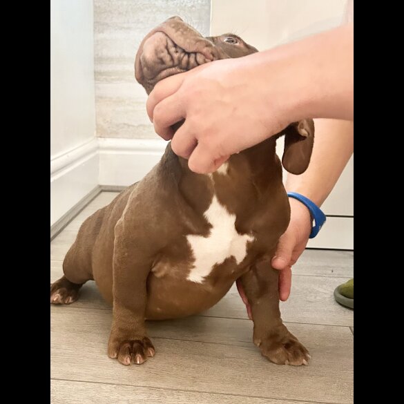 American Bulldog - Bitches
