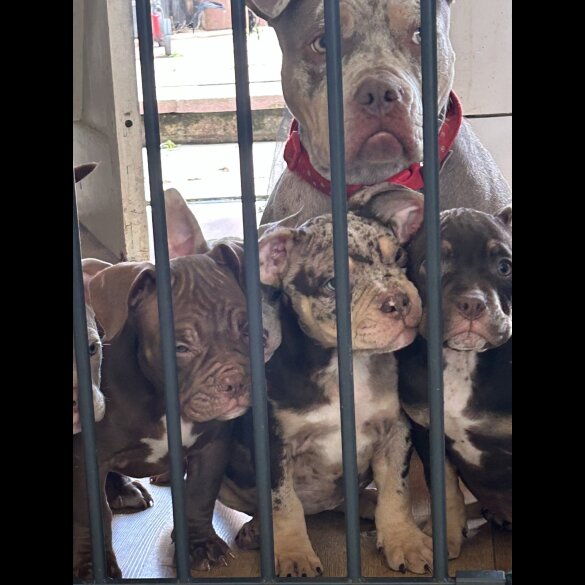 American Bulldog - Bitches