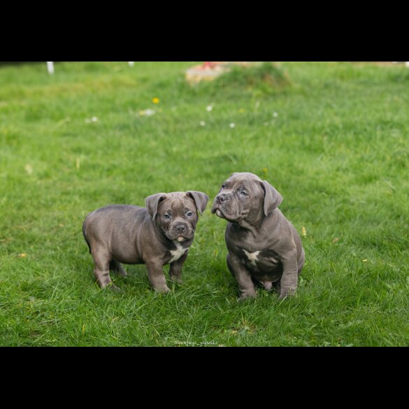 American Bulldog - Both