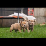 American Bulldog - Both