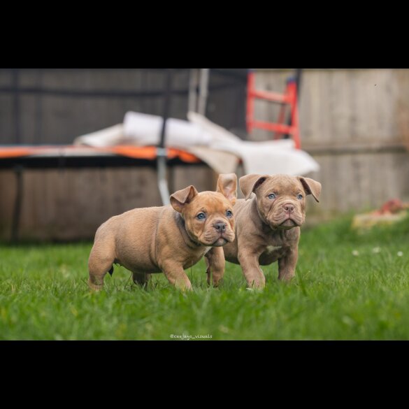 American Bulldog - Both