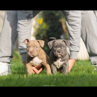 American Bulldog - Both