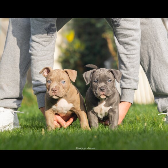 American Bulldog - Both
