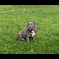 American Bulldog - Both