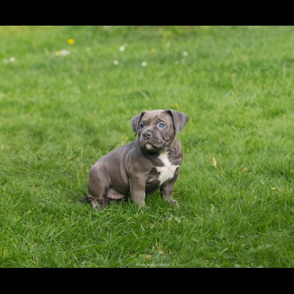 American Bulldog - Both