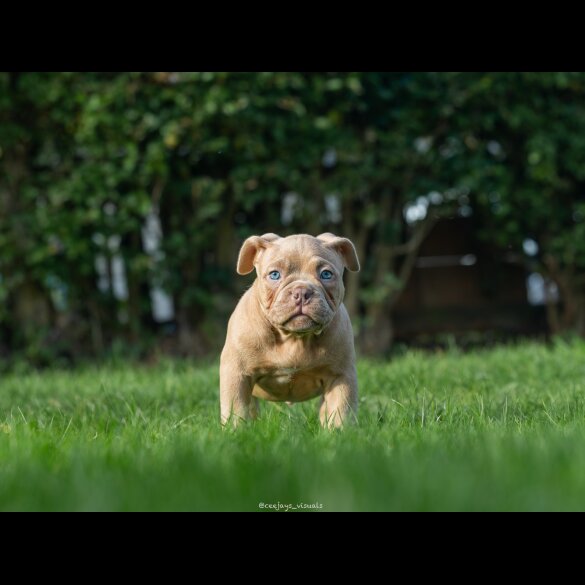 American Bulldog - Both