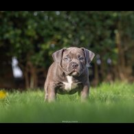 American Bulldog - Both