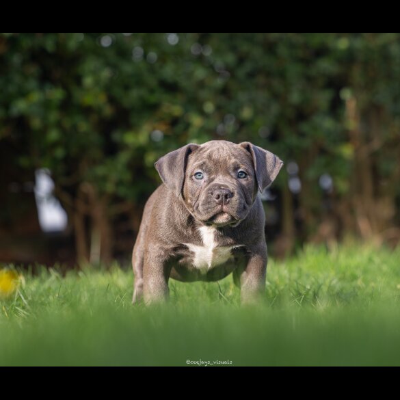 American Bulldog - Both