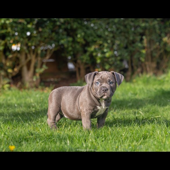 American Bulldog - Both