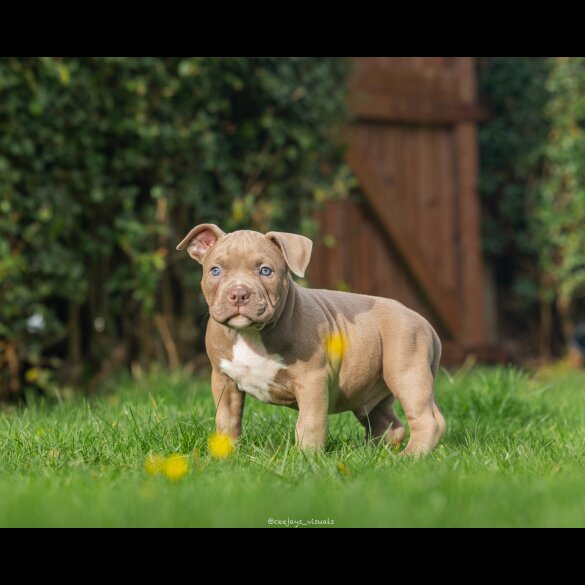 American Bulldog - Both