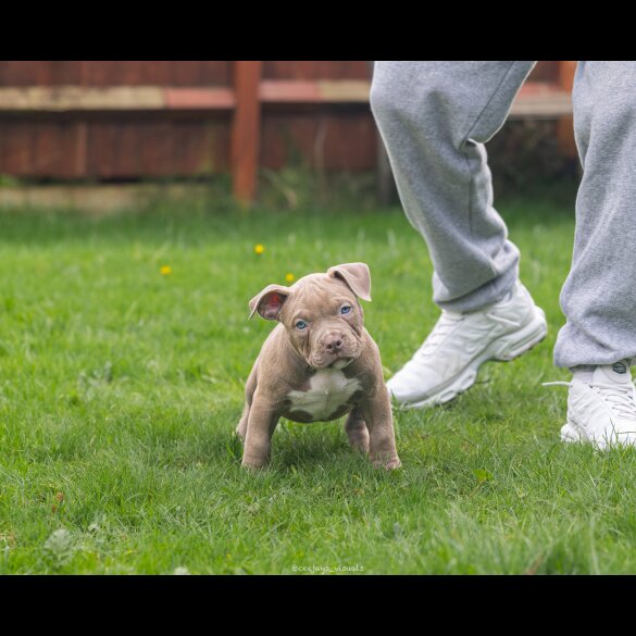 American Bulldog - Both