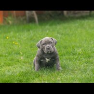 American Bulldog - Both