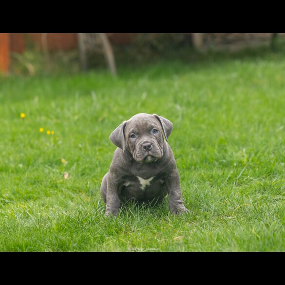 American Bulldog - Both