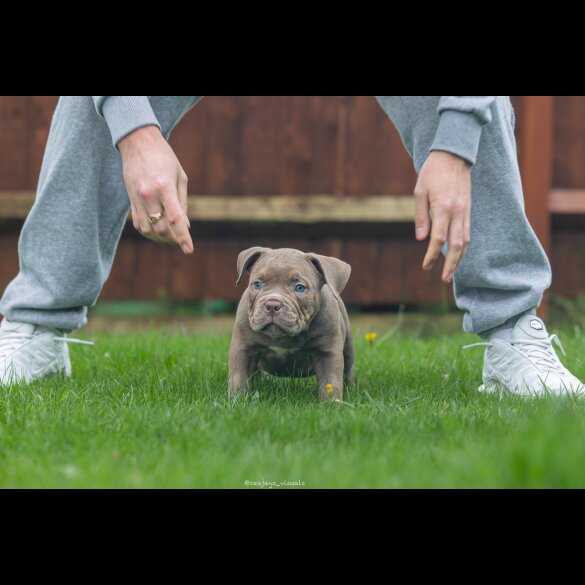 American Bulldog - Both
