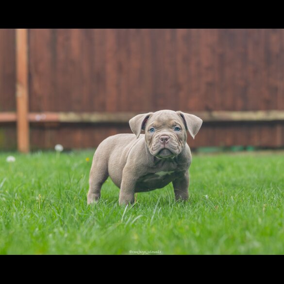 American Bulldog - Both
