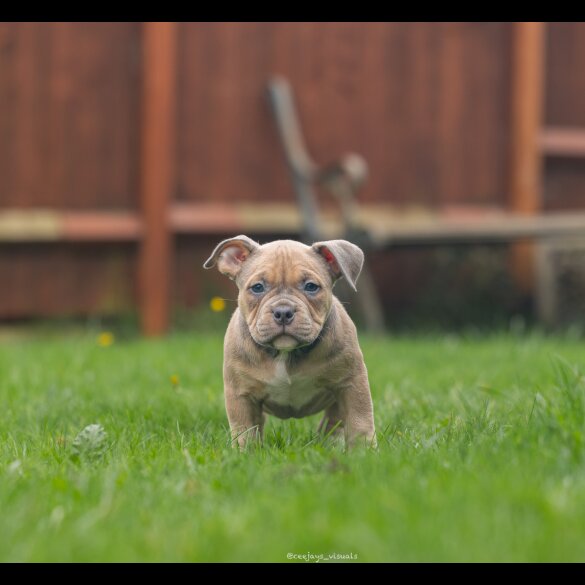 American Bulldog - Both