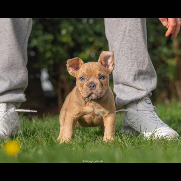 American Bulldog - Both