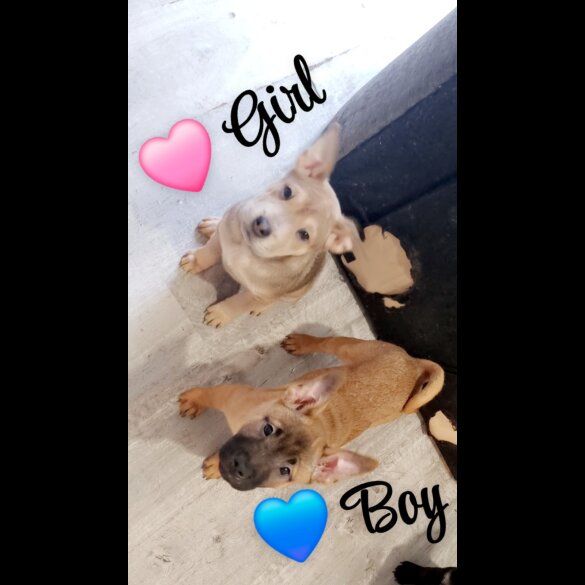 American Bulldog - Both