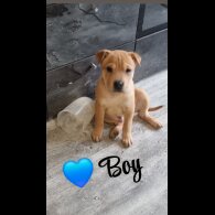 American Bulldog - Both