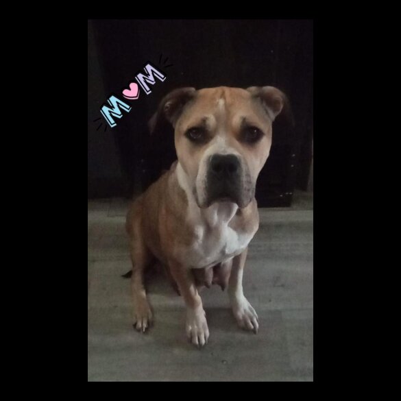 American Bulldog - Both