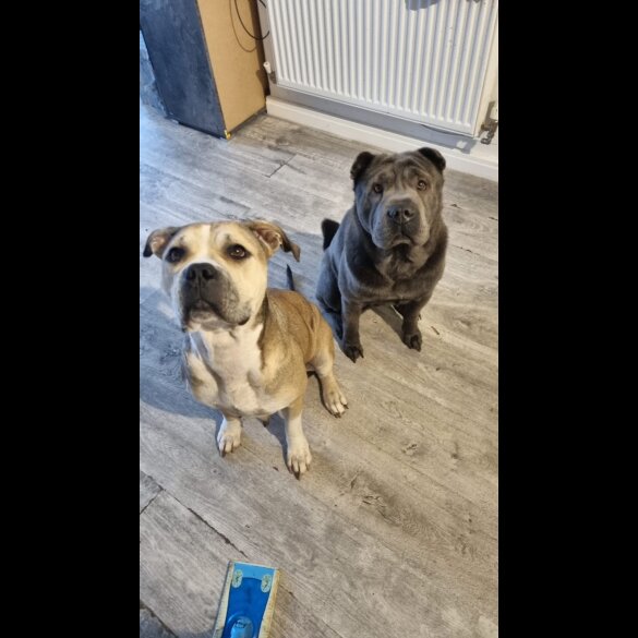 American Bulldog - Both