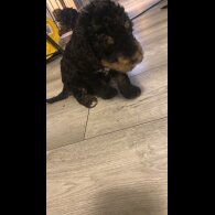 Bedlington Terrier - Both