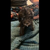 Bedlington Terrier - Both