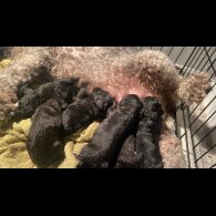 Bedlington Terrier - Both
