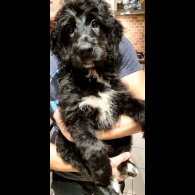 Bernese Mountain Dog - Dogs