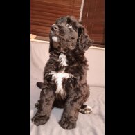 Bernese Mountain Dog - Dogs