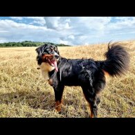 Bernese Mountain Dog - Dogs