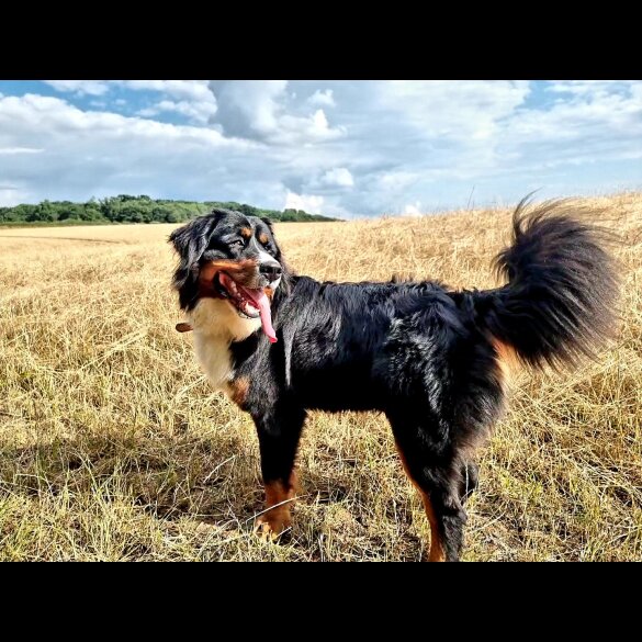 Bernese Mountain Dog - Dogs