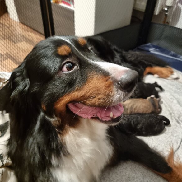 Bernese Mountain Dog - Dogs