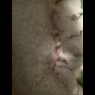 Bichon Frise - Both