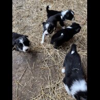 Border Collie - Both