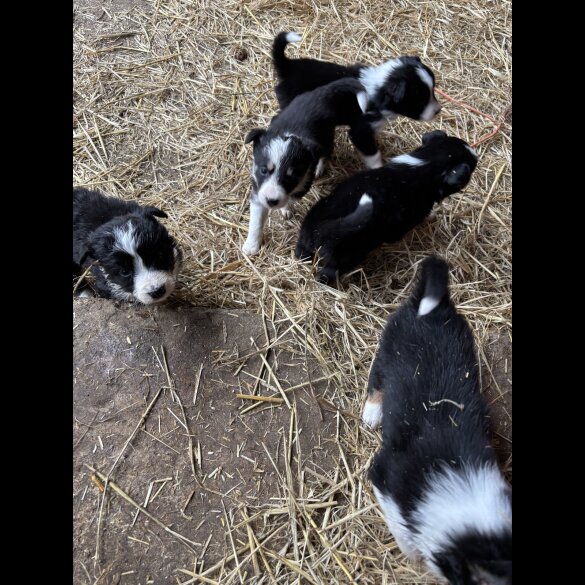 Border Collie - Both